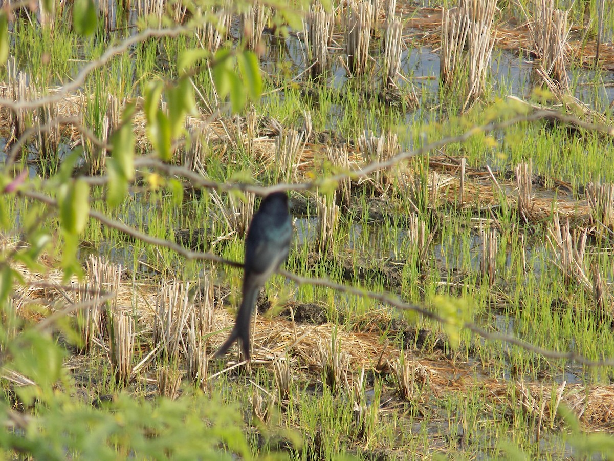 Black Drongo - ML646099416