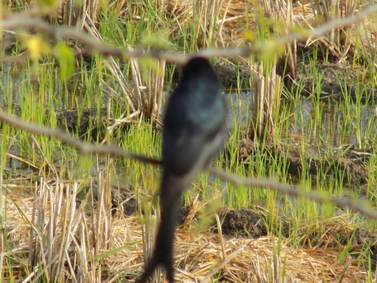 Black Drongo - ML646099417
