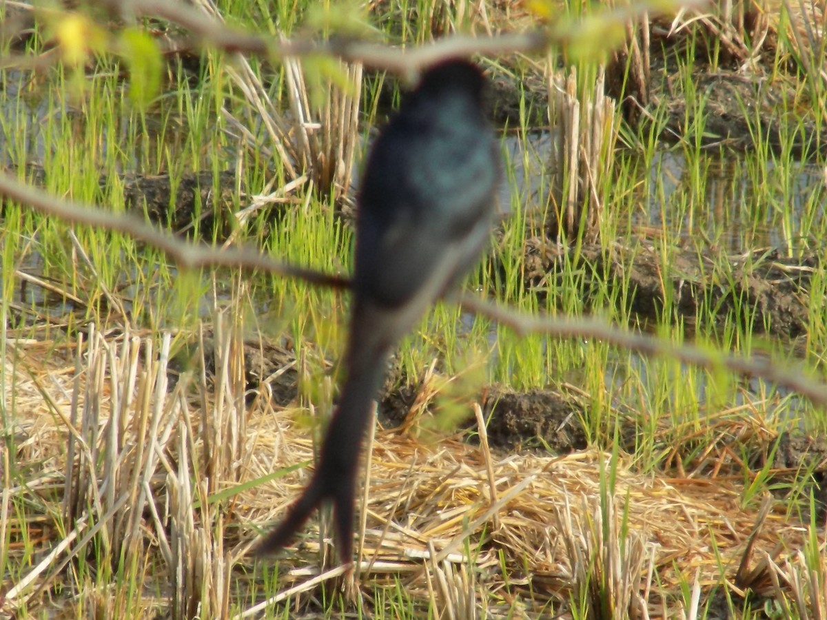 Black Drongo - ML646099418