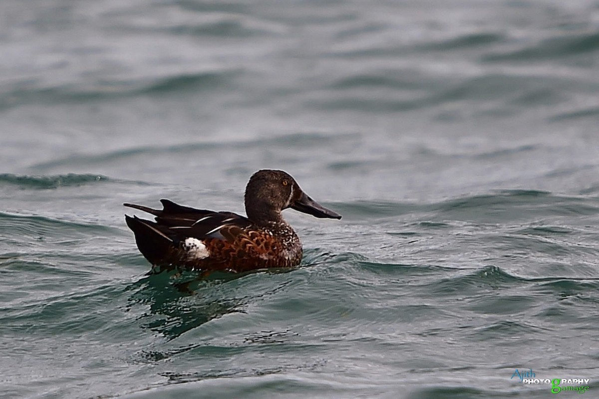 Australasian Shoveler - ML646099421