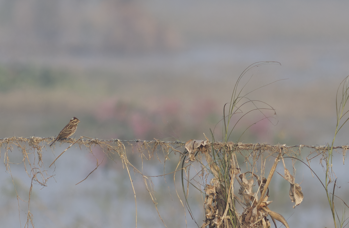 Rustic Bunting - ML646099426
