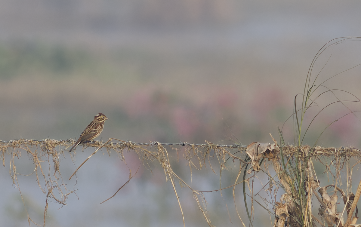 Rustic Bunting - ML646099427