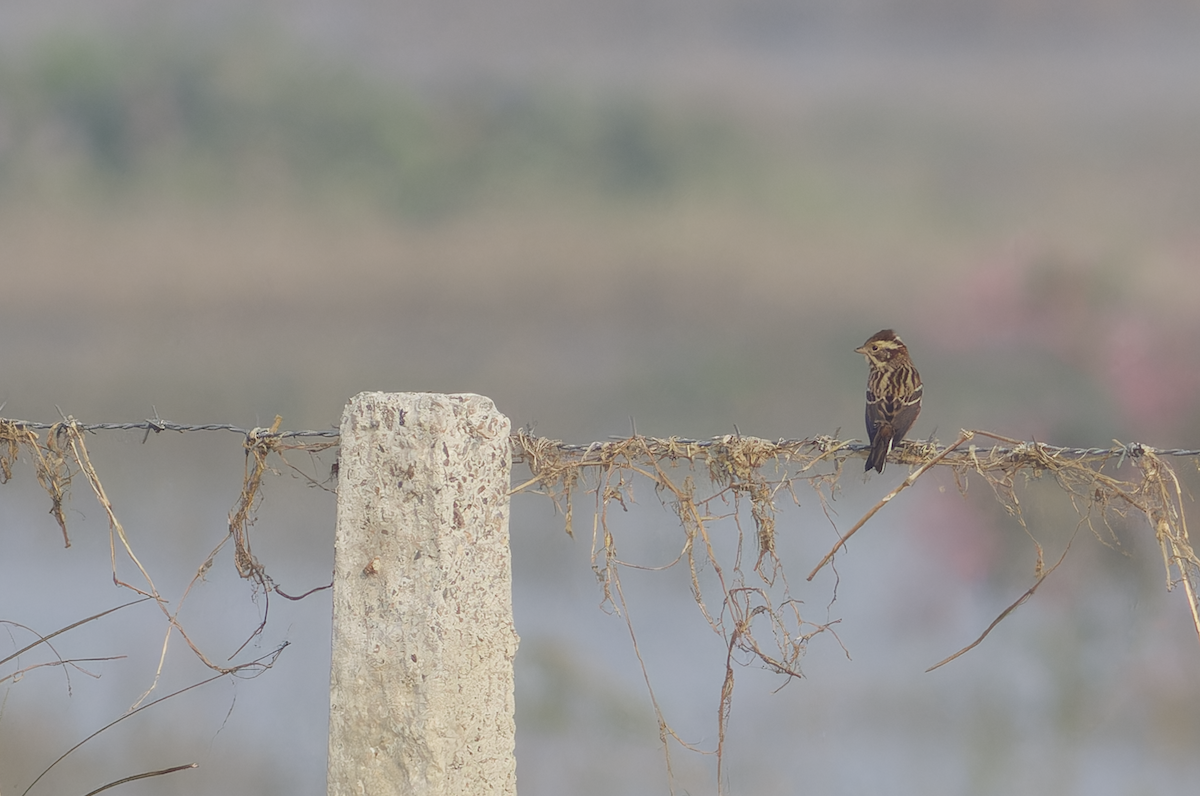 Rustic Bunting - ML646099428