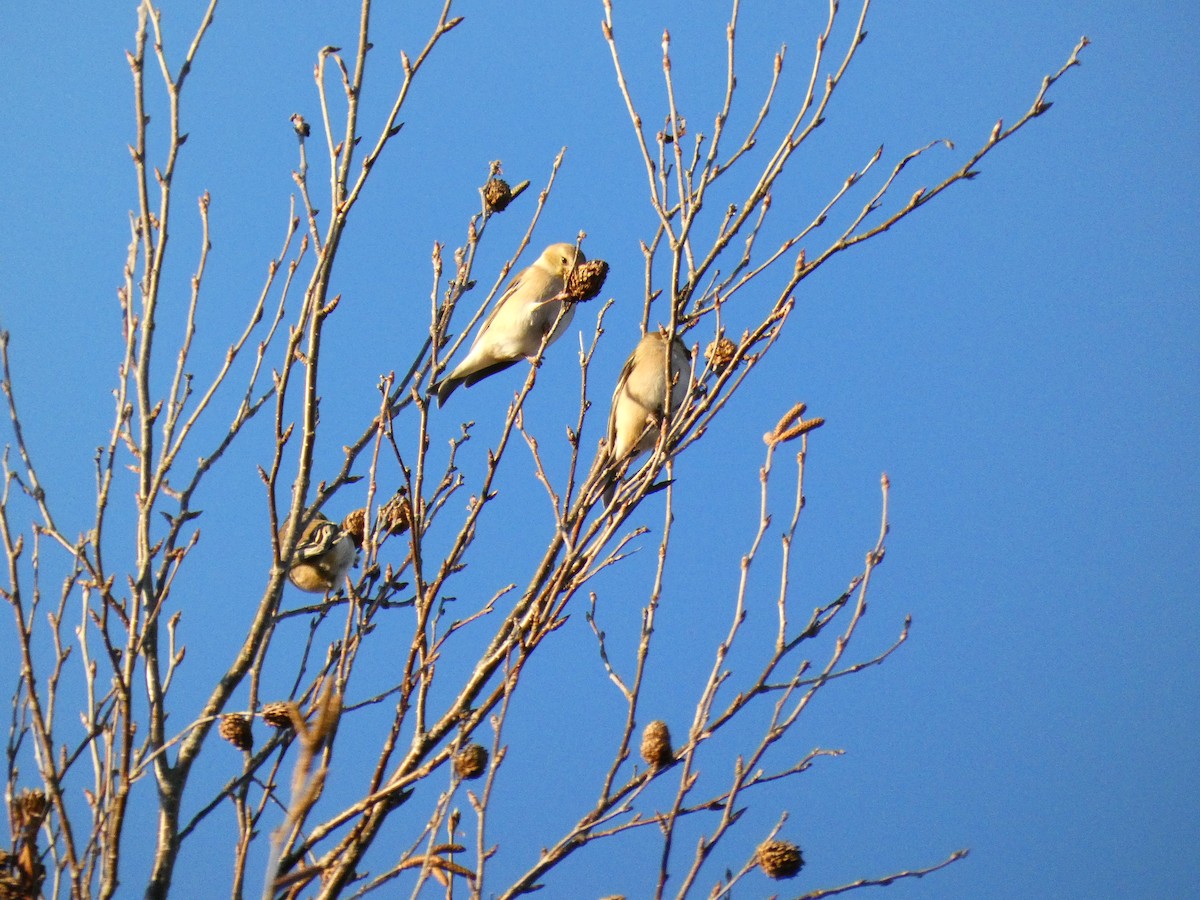 American Goldfinch - ML646099429