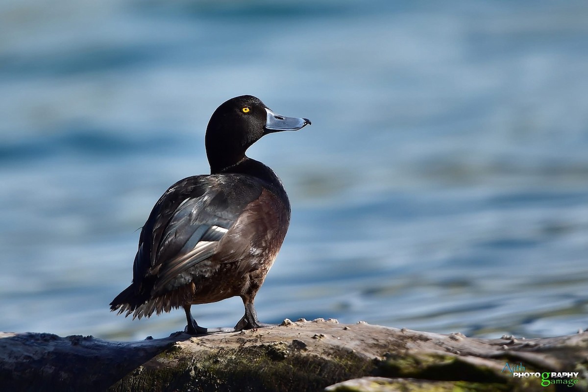 ニュージーランドスズガモ - ML646099430