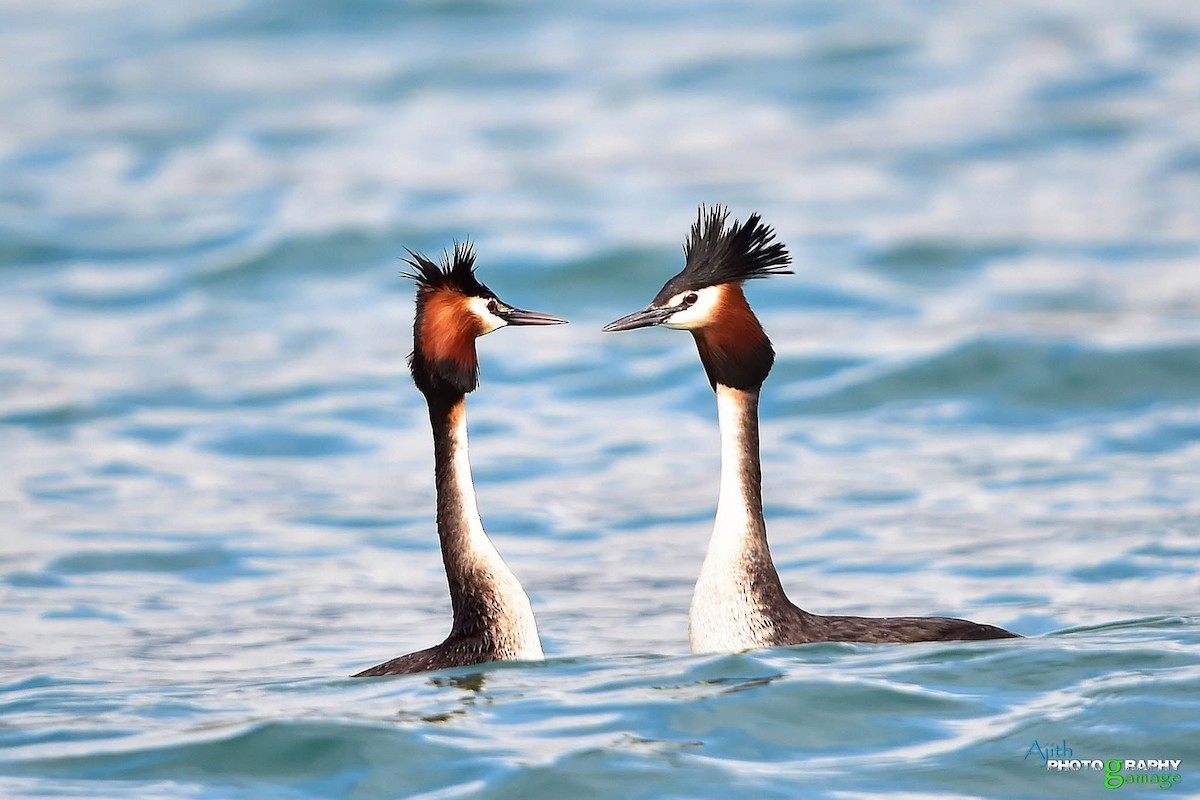 Great Crested Grebe - ML646099434