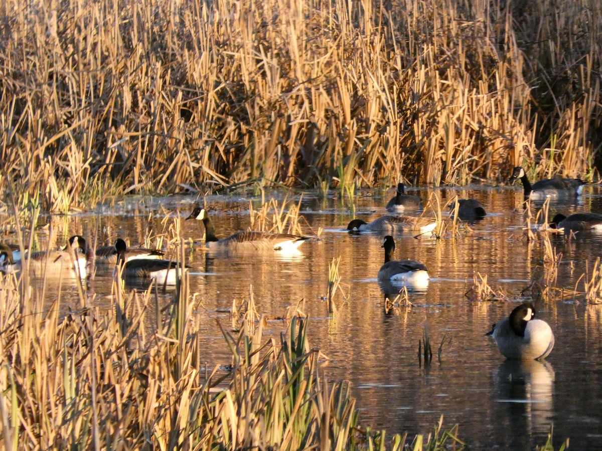 Branta kanadar handia - ML646099435