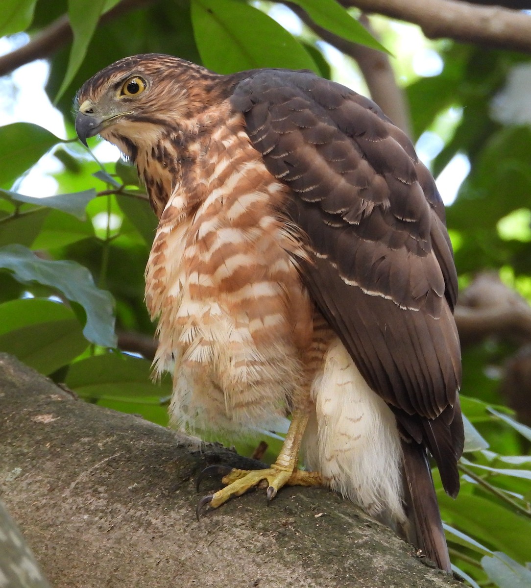 Crested Goshawk - ML646099436