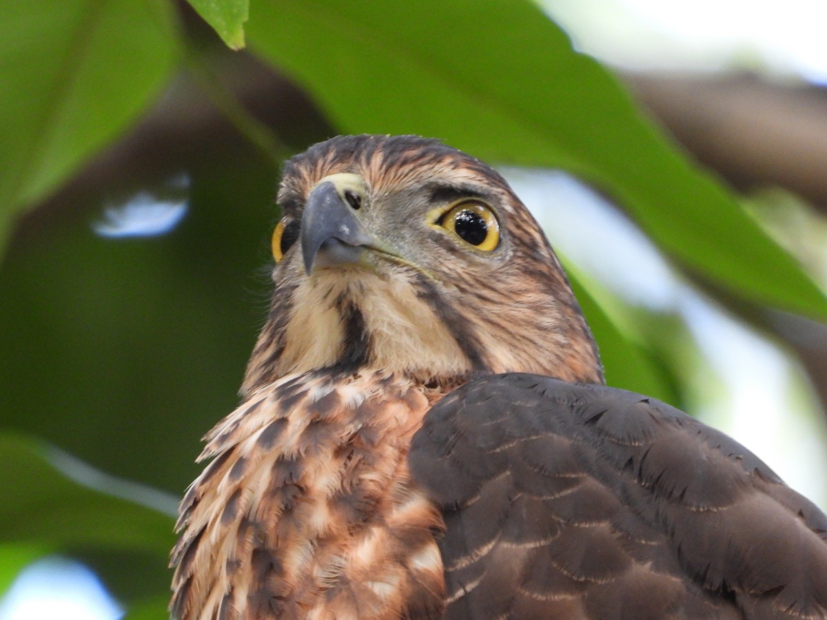 Crested Goshawk - ML646099437