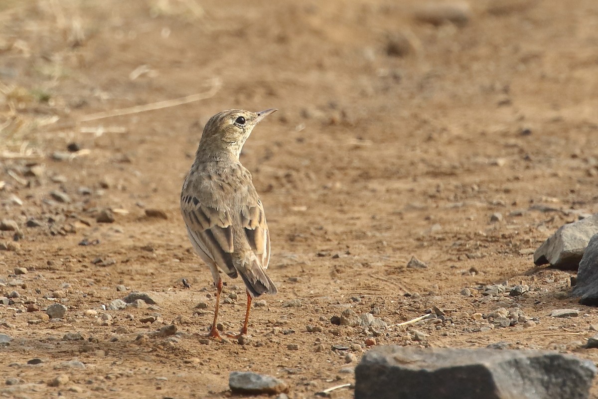 Рисовой конёк - ML646099442