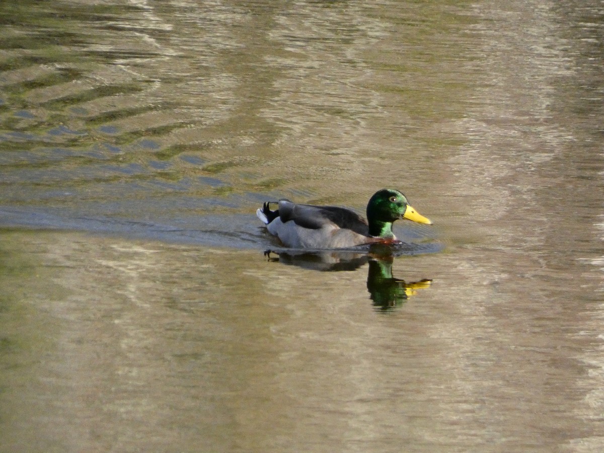 Basahatea - ML646099447