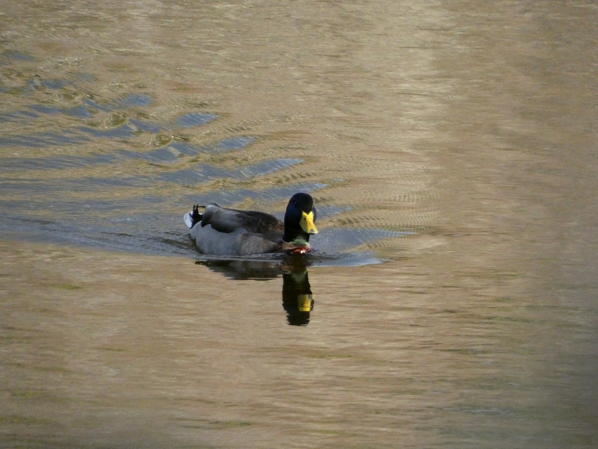 Basahatea - ML646099448