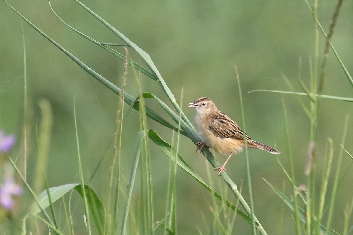 Золотистая цистикола - ML646099454