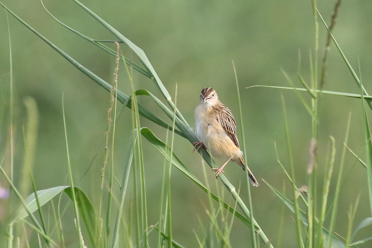 Золотистая цистикола - ML646099455