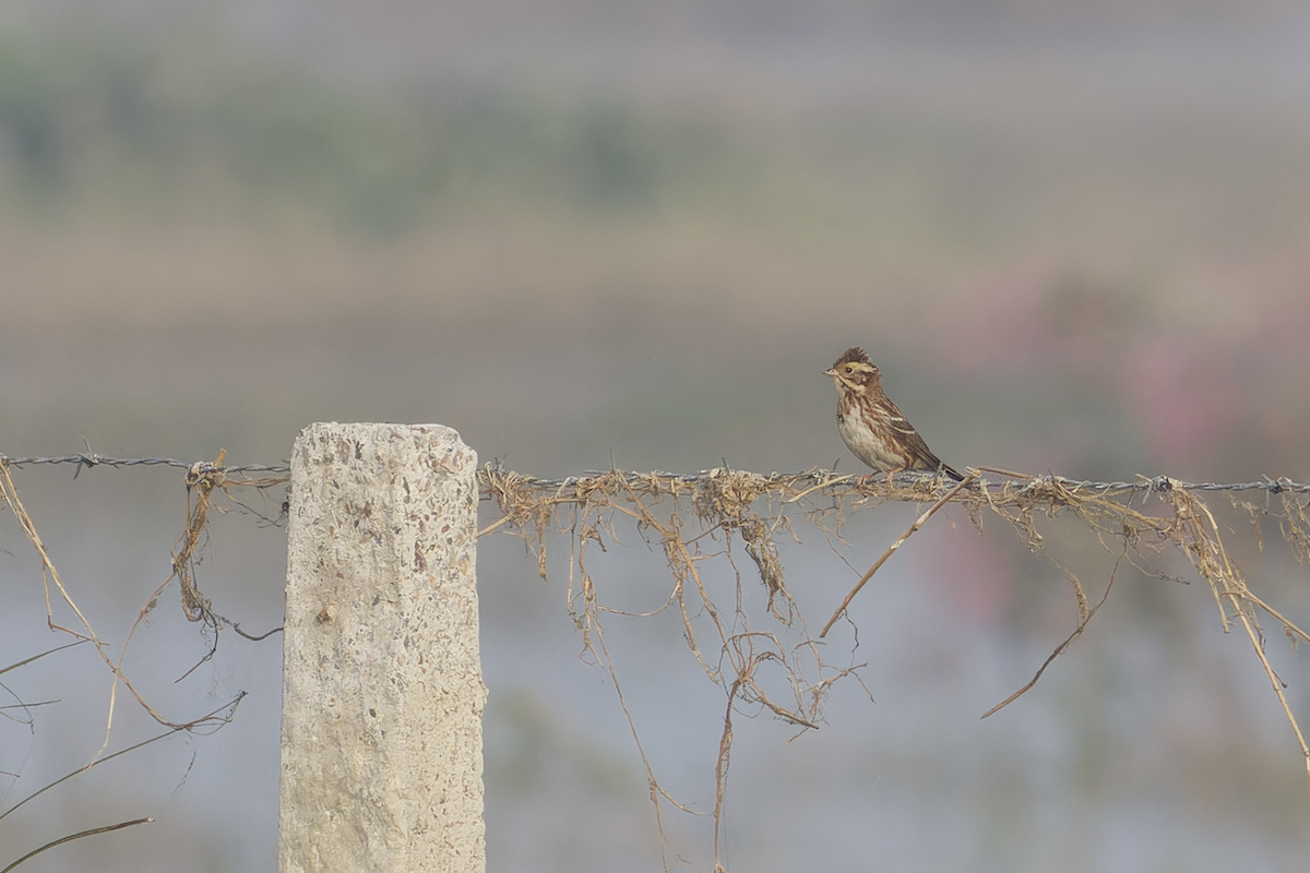 Rustic Bunting - ML646099462