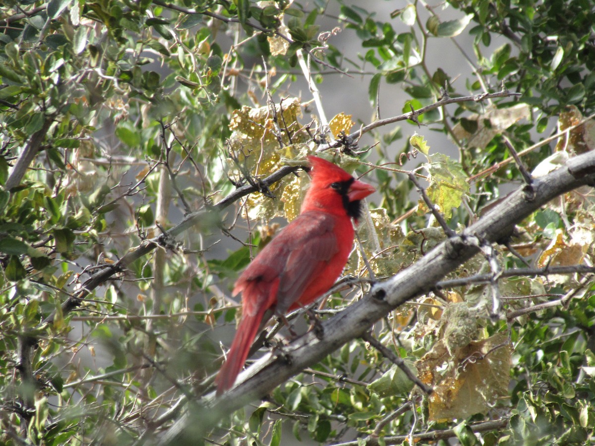 Cardinal rouge - ML646099463