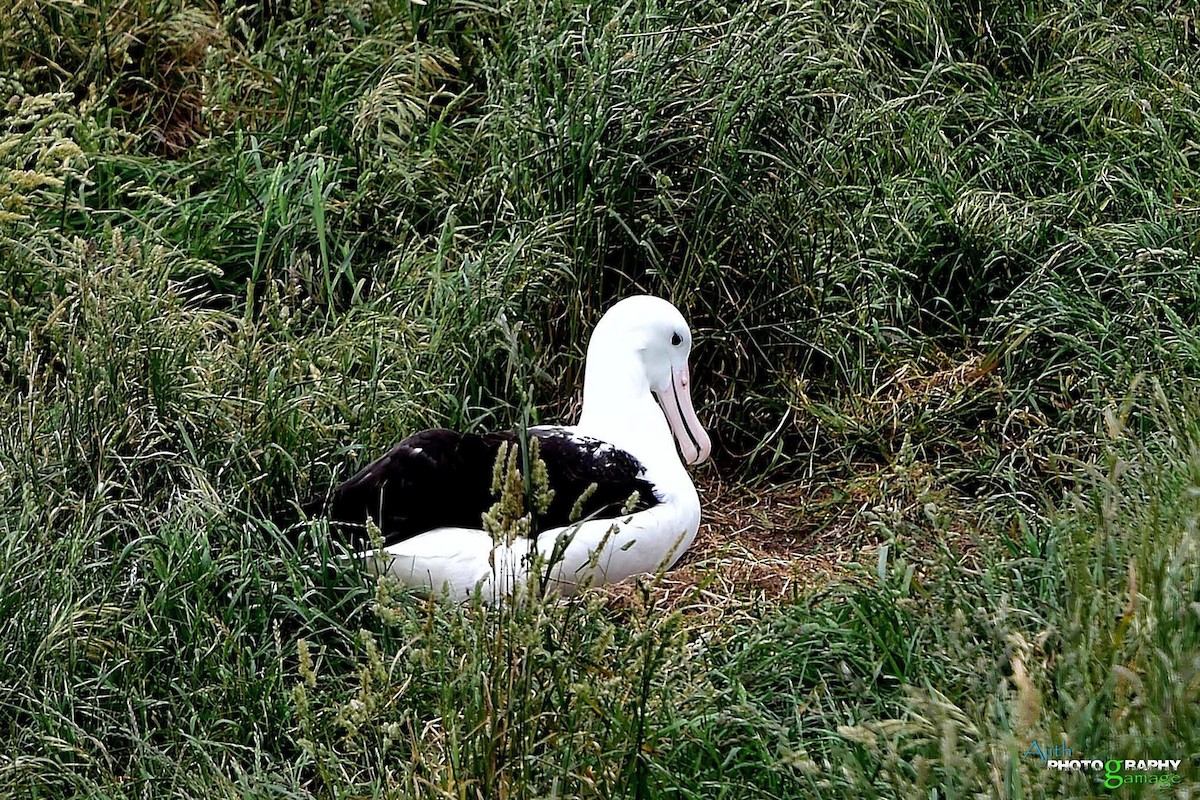 Southern Royal Albatross - ML646099468