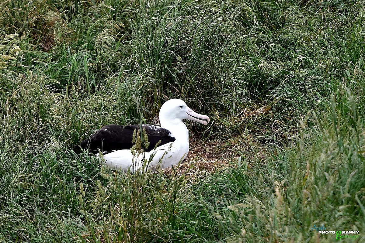 Southern Royal Albatross - ML646099469