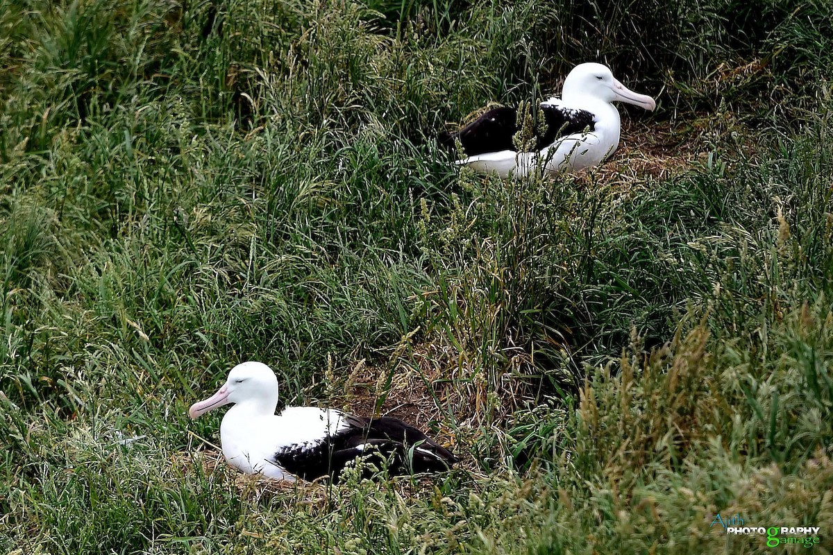 Southern Royal Albatross - ML646099470