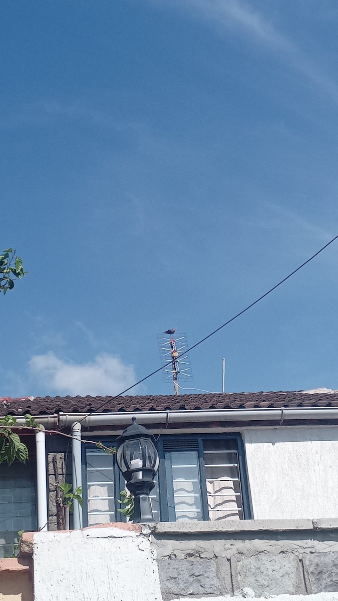 Red-eyed Dove - ML646099481