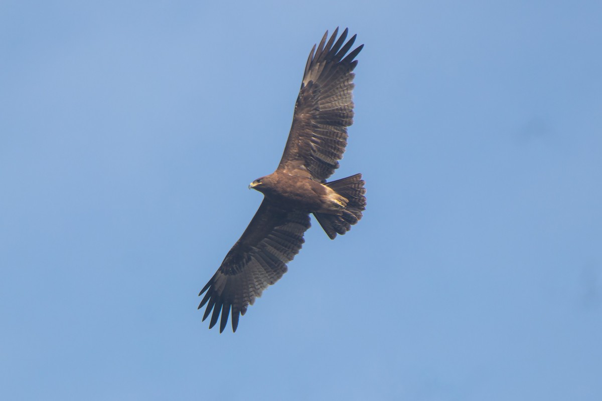 Indian Spotted Eagle - ML646099486
