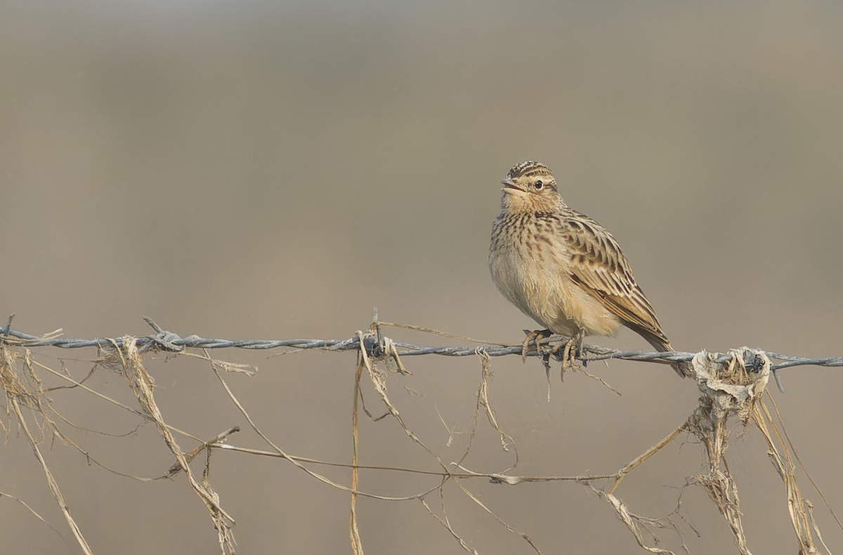 Oriental Skylark - ML646099487