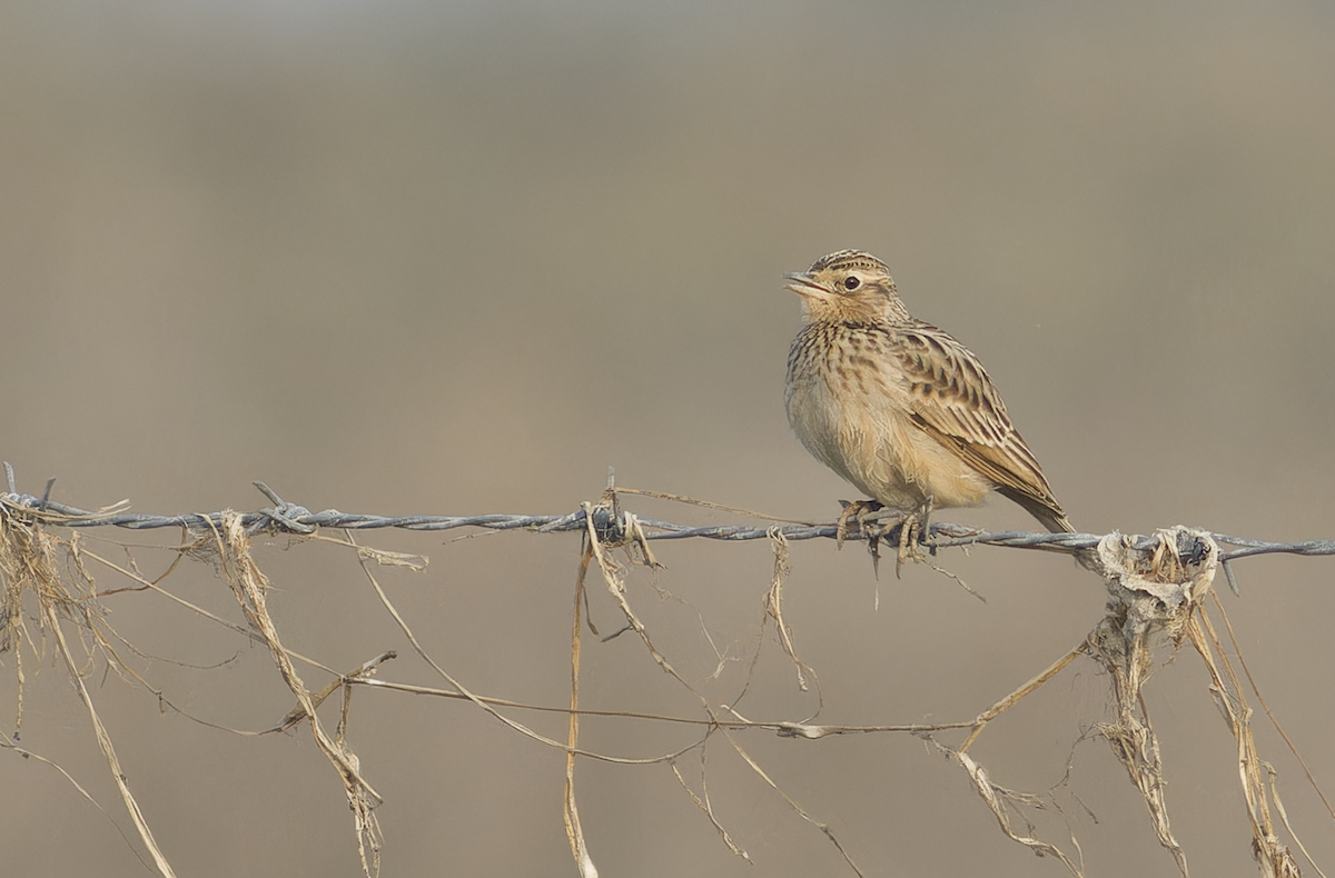 Oriental Skylark - ML646099488