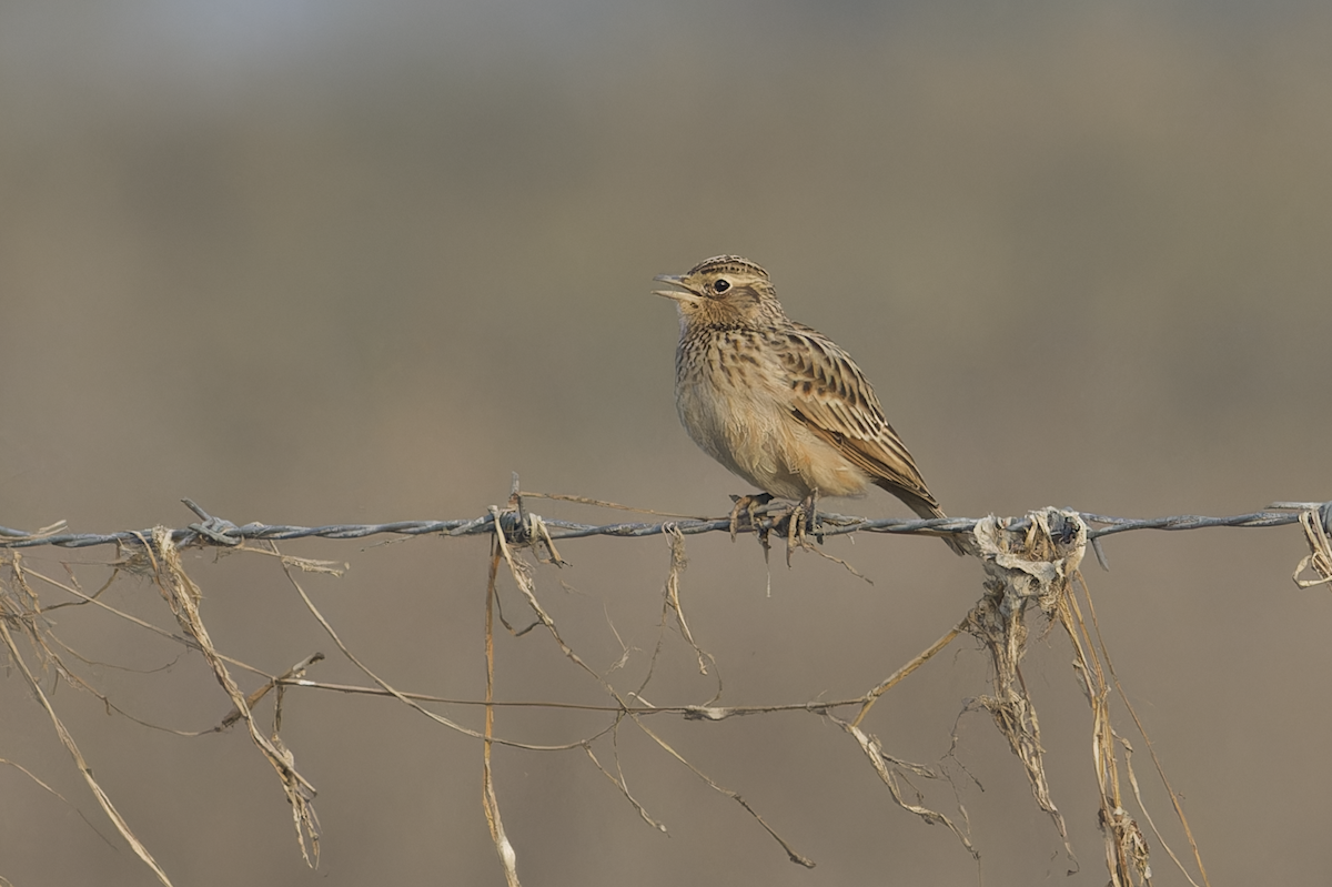 Oriental Skylark - ML646099489