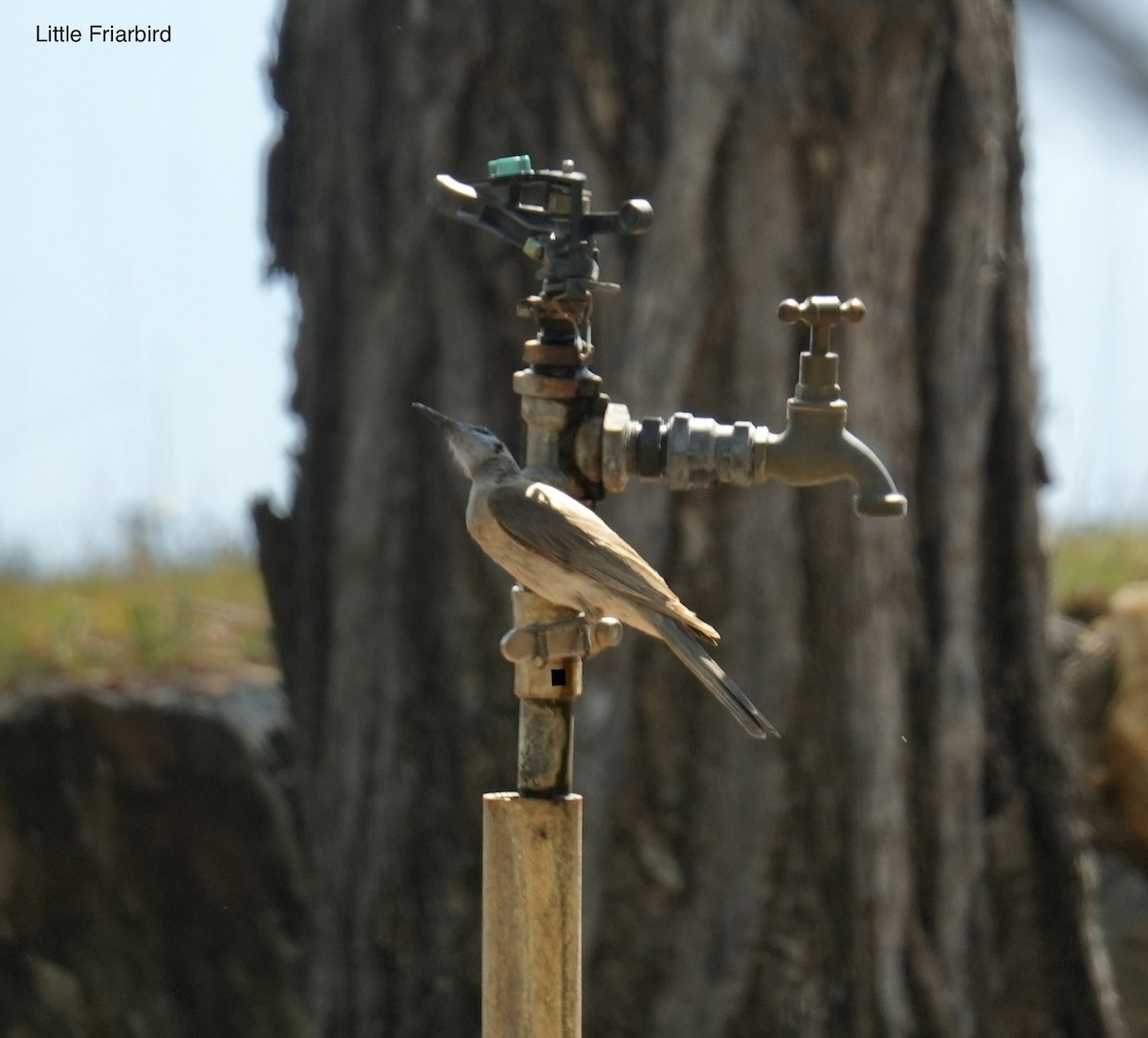 Little Friarbird - ML646099494