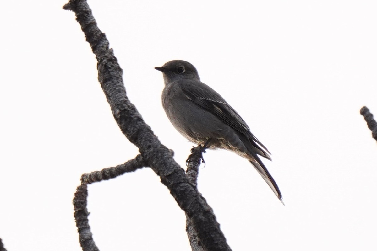 Townsend's Solitaire - ML646099495