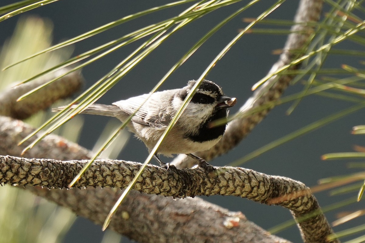 Mountain Chickadee - ML646099501