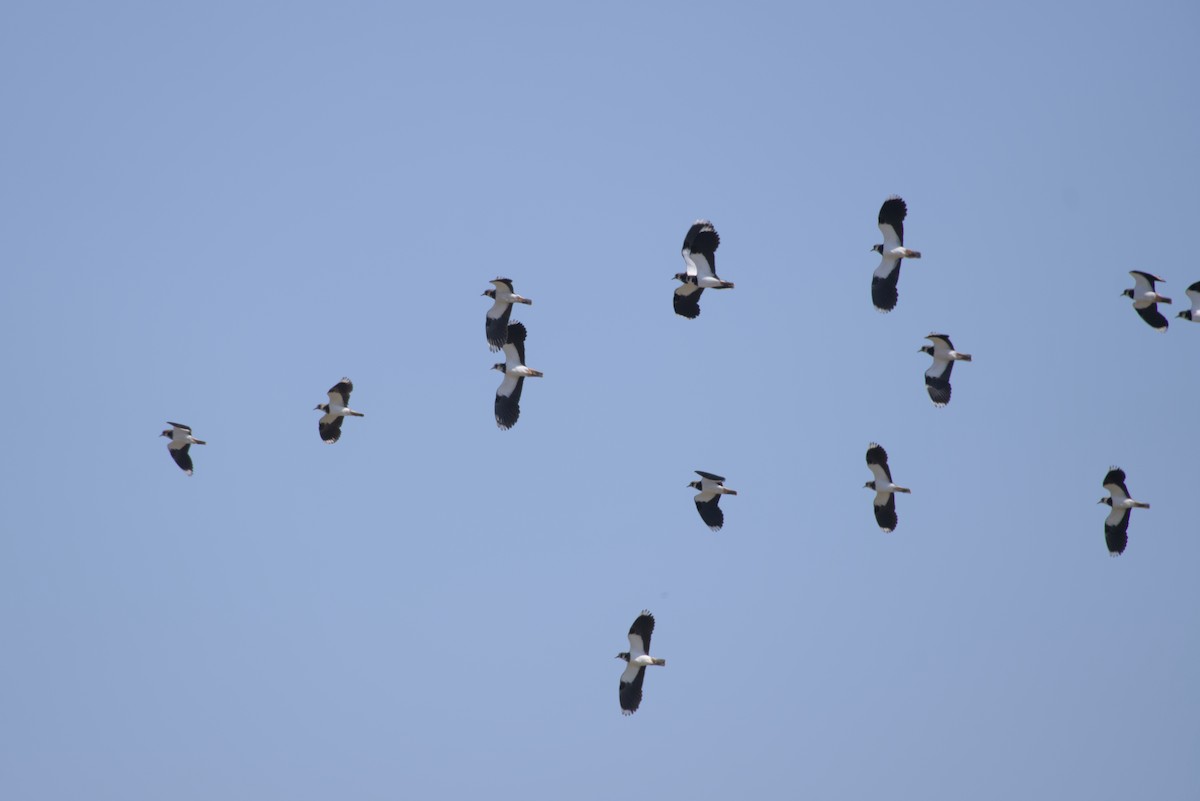Northern Lapwing - ML646099504