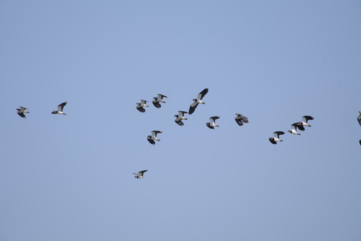 Northern Lapwing - ML646099505