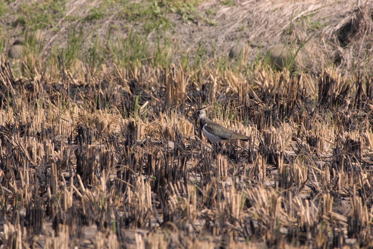 Northern Lapwing - ML646099506