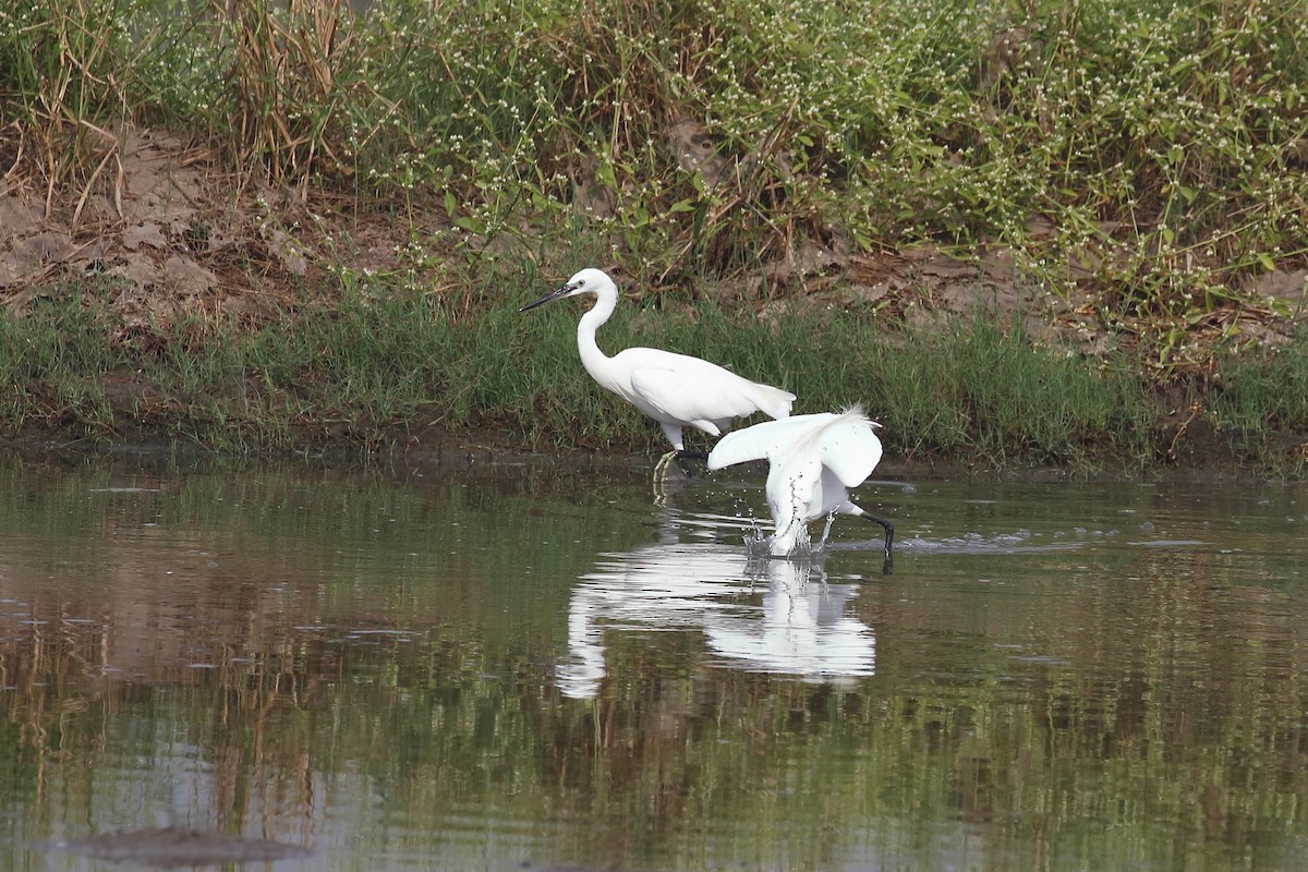 Малая белая цапля - ML646099507