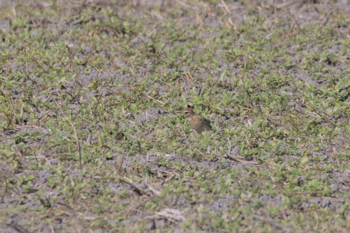 Щеврик азійський - ML646099509