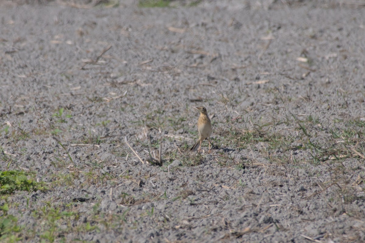 Щеврик азійський - ML646099510