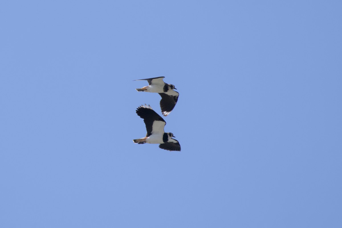 Northern Lapwing - ML646099511