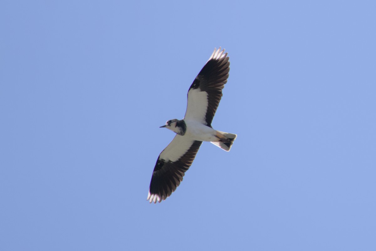 Northern Lapwing - ML646099512