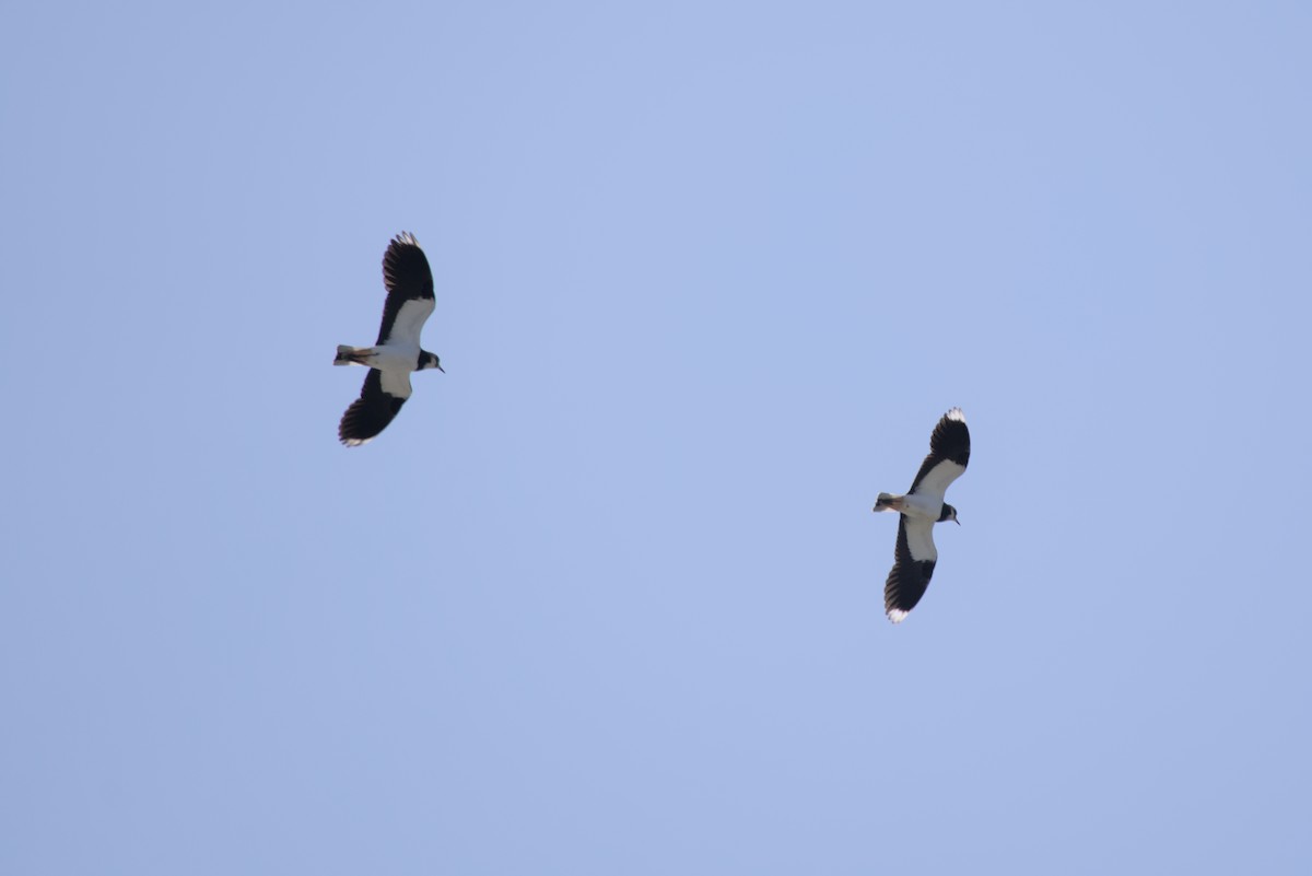 Northern Lapwing - ML646099515