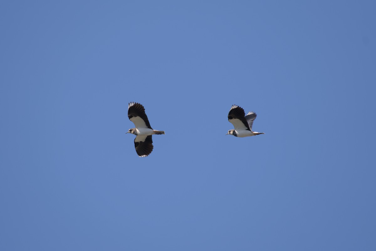 Northern Lapwing - ML646099516