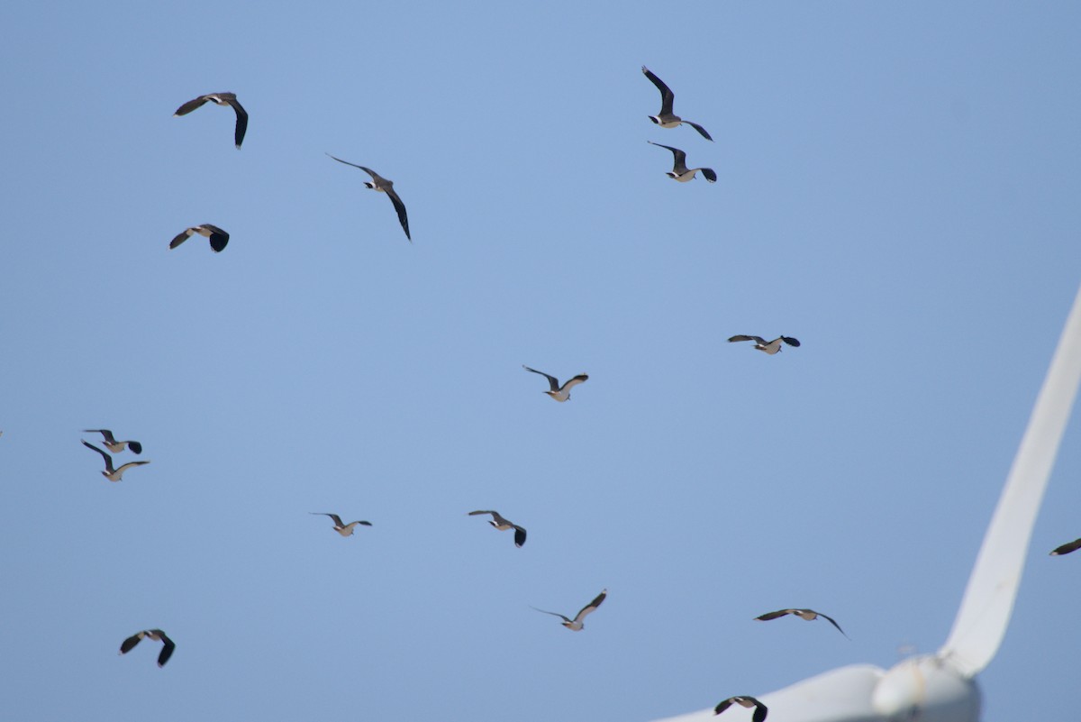 Northern Lapwing - ML646099517