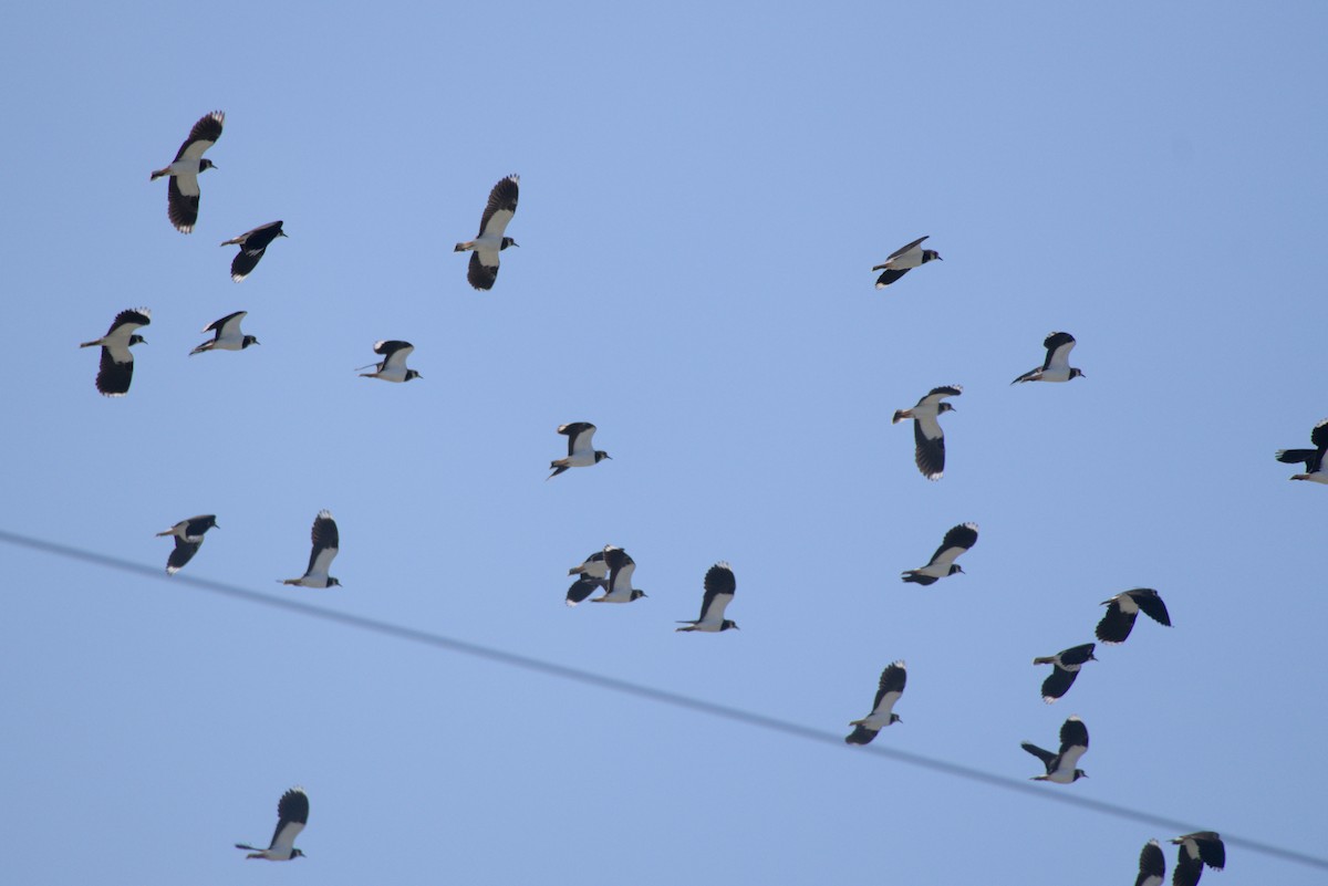 Northern Lapwing - ML646099518