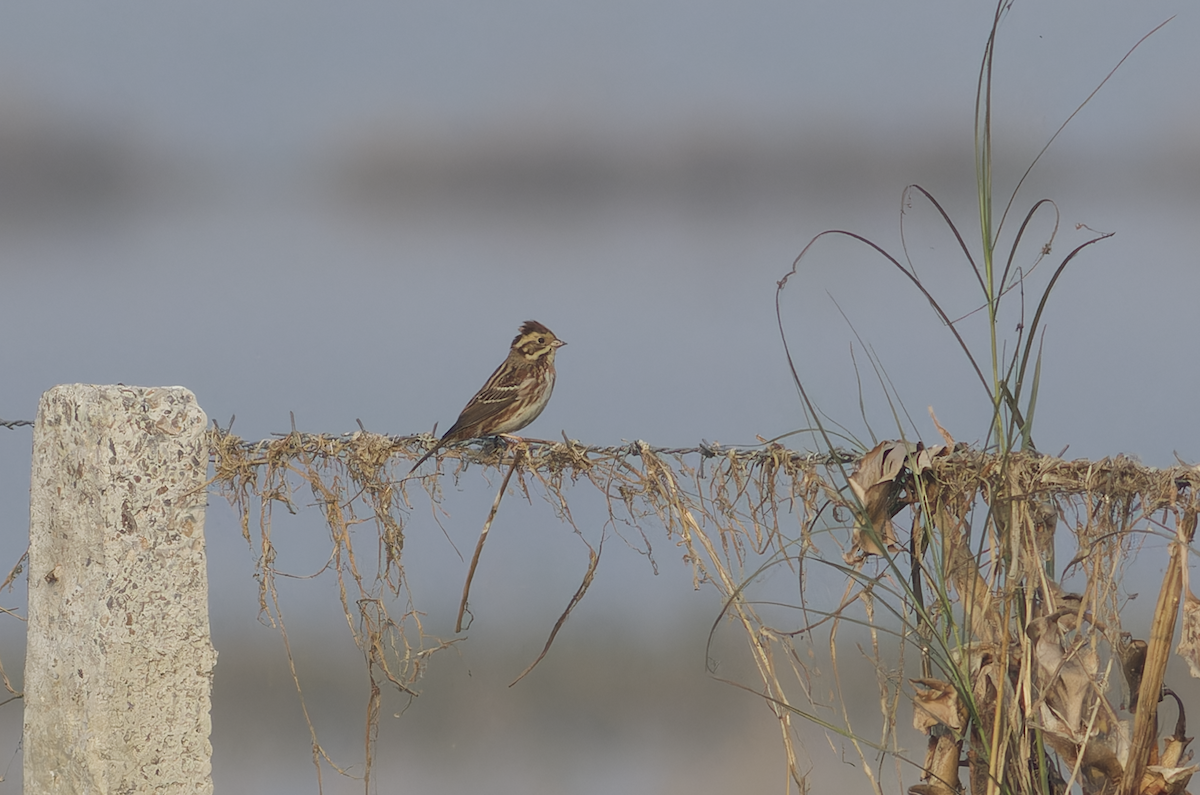 Rustic Bunting - ML646099534