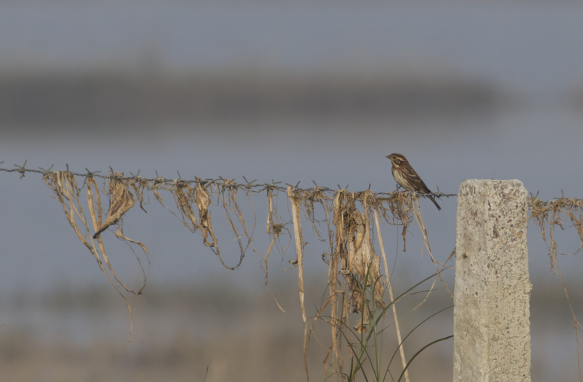 Rustic Bunting - ML646099535