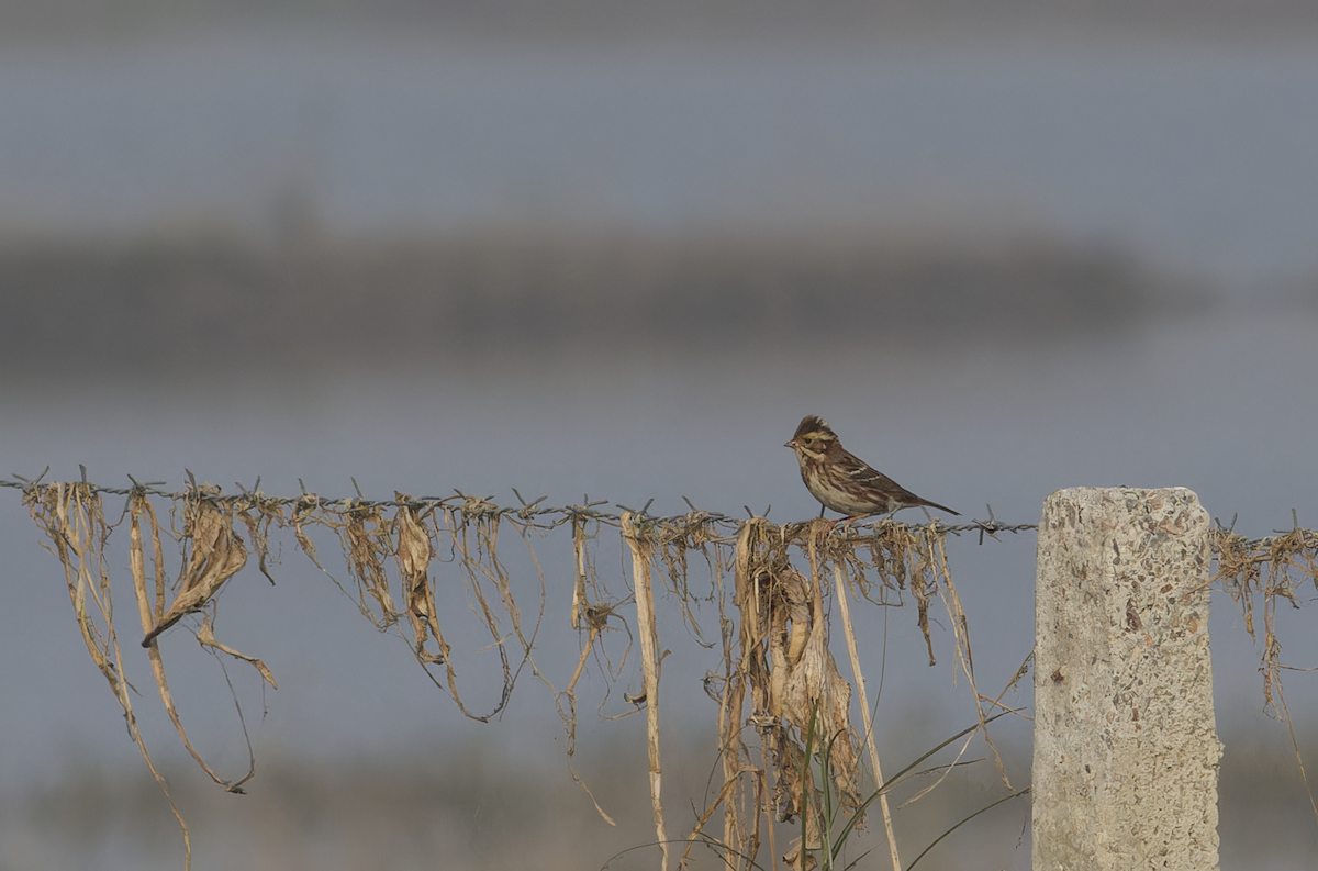 Rustic Bunting - ML646099536