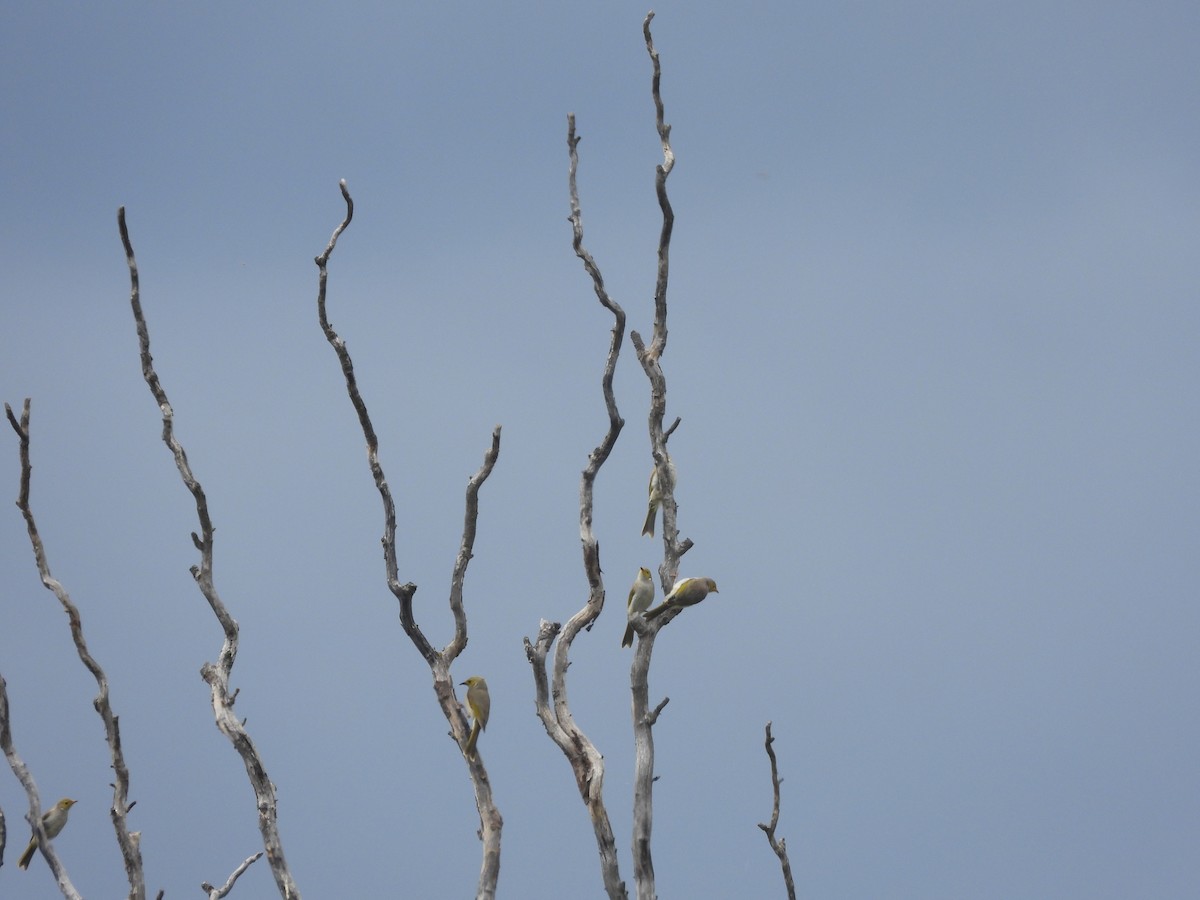 White-plumed Honeyeater - ML646099537