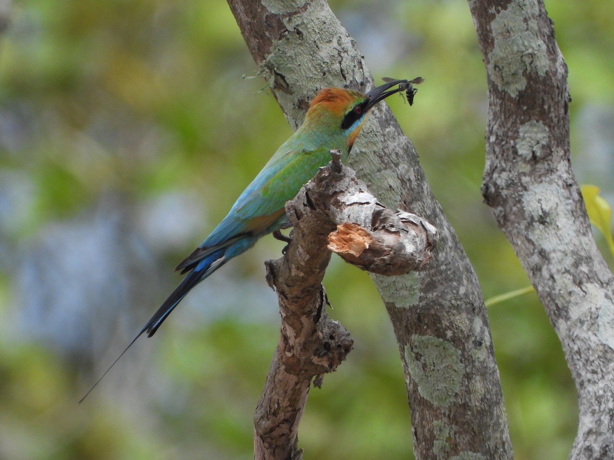 Rainbow Bee-eater - ML646099543