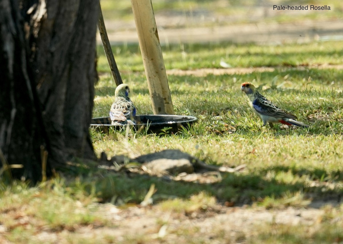 Pale-headed Rosella - ML646099555