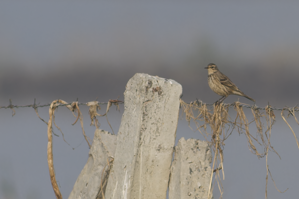 Water Pipit - ML646099556